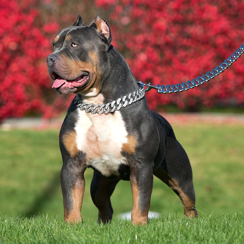 XL Lilac tri American bully female dog